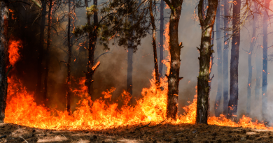 Planned Burns Set for Green Mountain National Forest