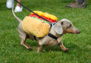 St Johnsbury Pet Parade Celebrates 75 Years and Supports Animal Aid Foundation SAD SAC