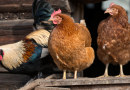 Waterford Residents Demand Action After Fly Infestation Near Chicken Farm