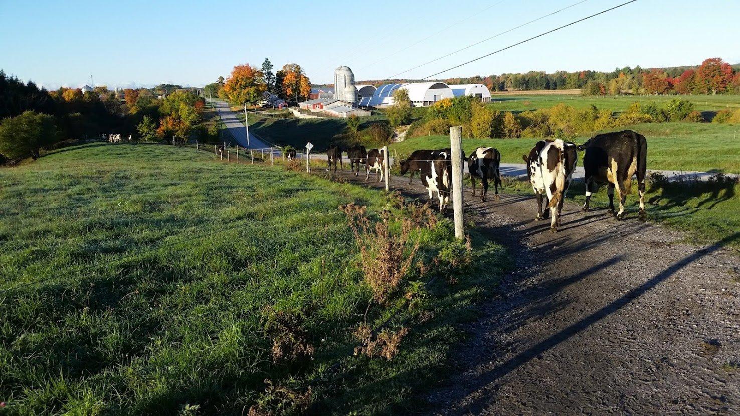 Cows in a pasture beside a Vermont farm
