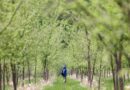 Scientists Use Dutch Elm Disease to Help Bring American Elms Back