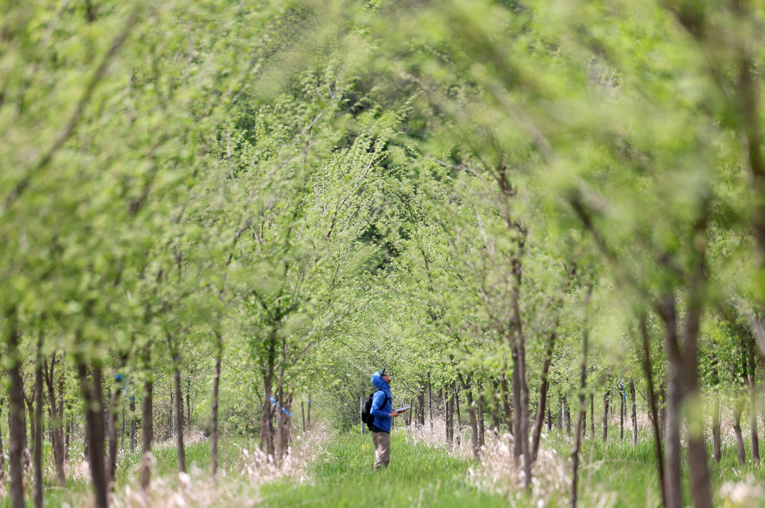 A person walking through a wooded grove of young trees