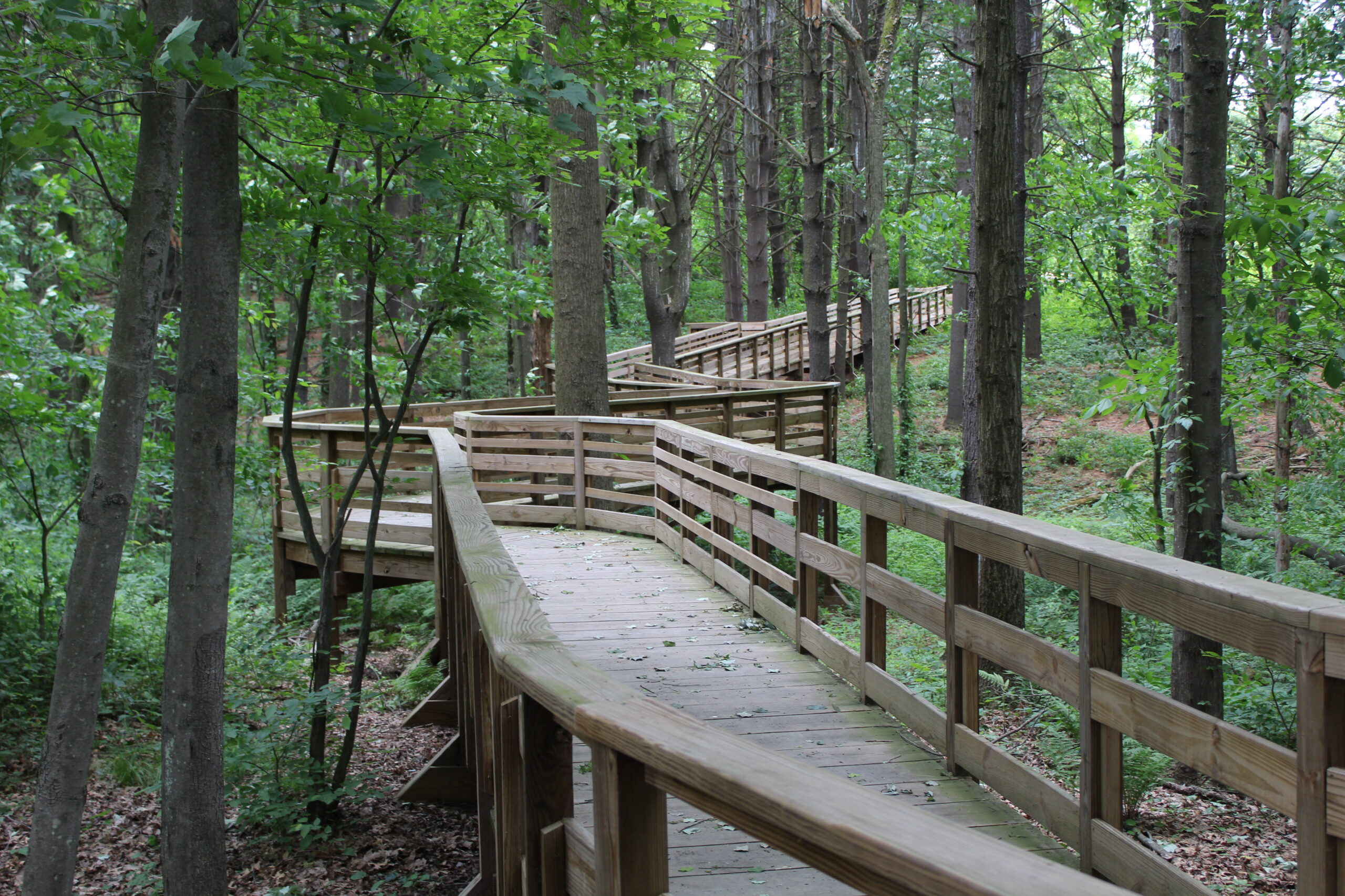 Accessible wooden boardwalk winding through a forest