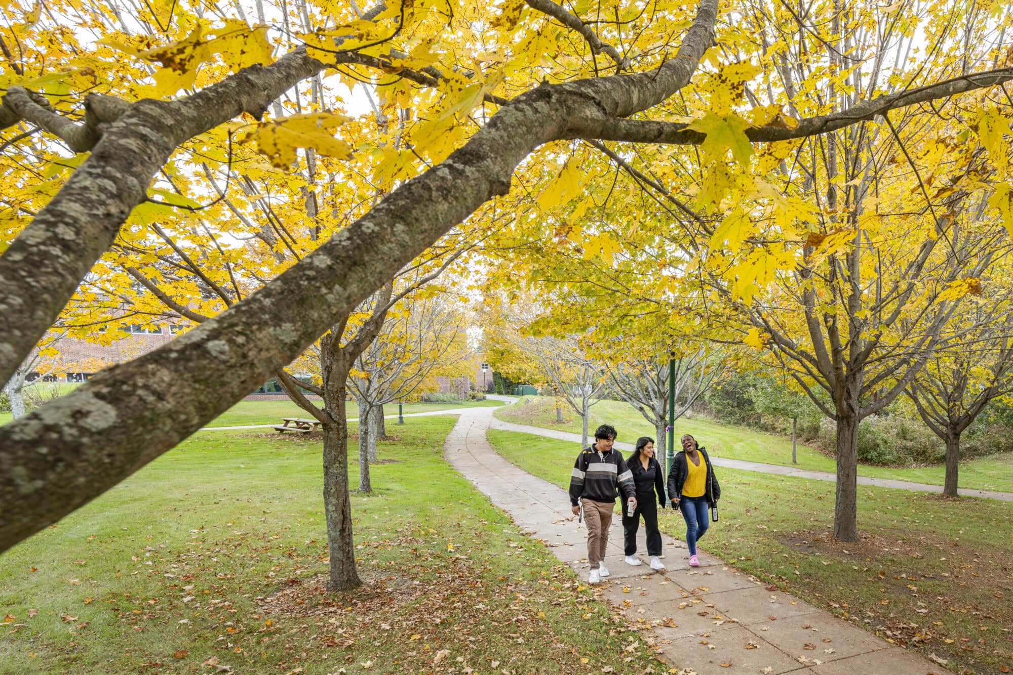 People walking through a tree-lined campus in autumn