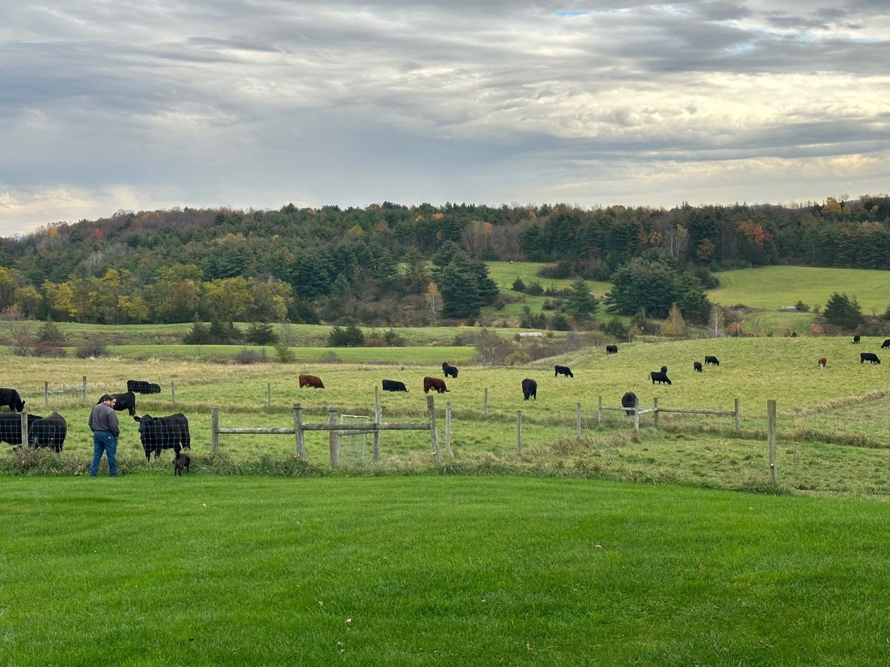 Cows grazing in a fenced pasture