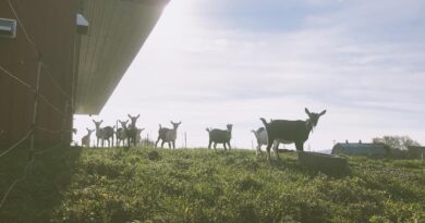 Roger Allbee Discusses 250 Years of Vermont Agriculture on Common Sense Radio