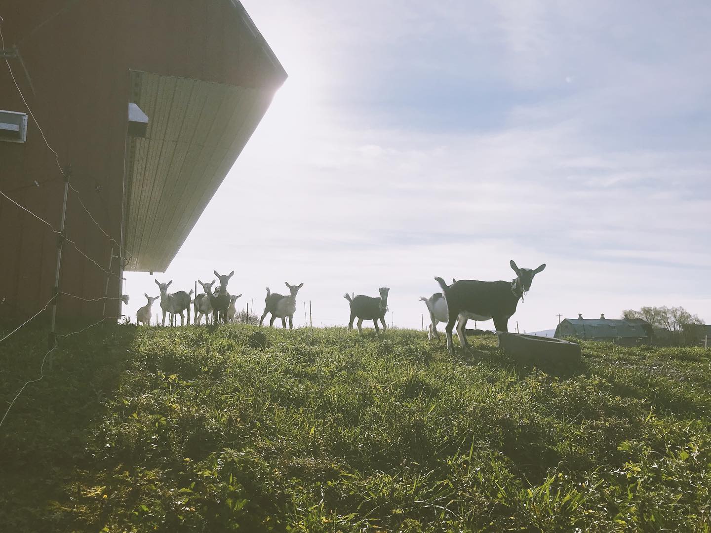 Cows grazing beside a barn at sunrise