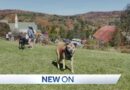 Hundreds Gather at Dog Mountain in St. Johnsbury for Dog Party