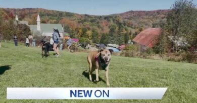 Hundreds Gather at Dog Mountain in St. Johnsbury for Dog Party