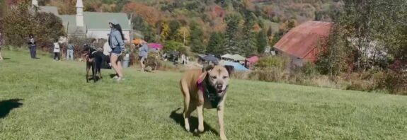 Hundreds Gather at Dog Mountain in St. Johnsbury for Dog Party