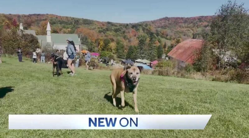 Hundreds Gather at Dog Mountain in St. Johnsbury for Dog Party