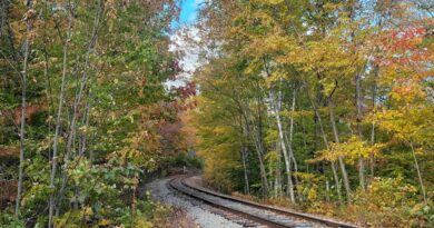 A train traveling through a forest filled with fall foliage