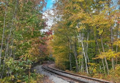 A train traveling through a forest filled with fall foliage