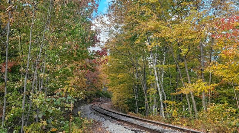 A train traveling through a forest filled with fall foliage