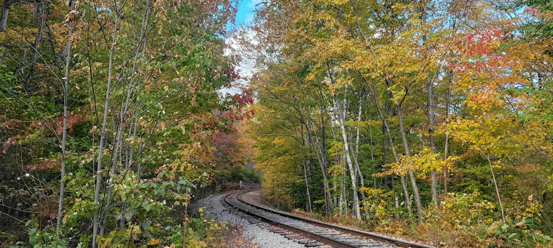 A train traveling through a forest filled with fall foliage