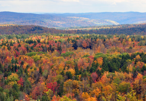Common Sense Radio: Vermont Taxes, Business Climate and Proposal 3 with John Reynolds of NFIB