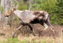 New Hampshire Moose Population Still Struggling With Winter Ticks as Hunt Opens