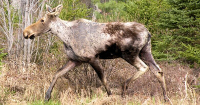 New Hampshire Moose Population Still Struggling With Winter Ticks as Hunt Opens
