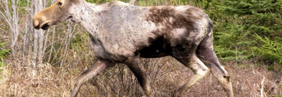 New Hampshire Moose Population Still Struggling With Winter Ticks as Hunt Opens