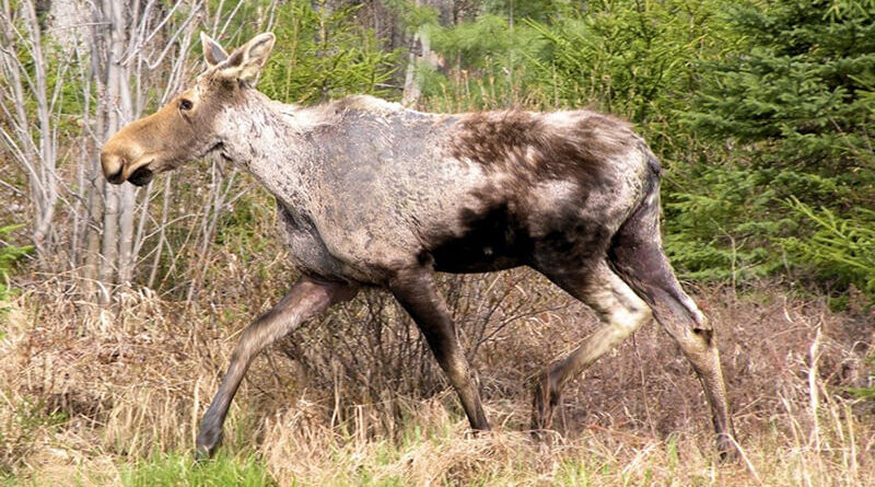 New Hampshire Moose Population Still Struggling With Winter Ticks as Hunt Opens