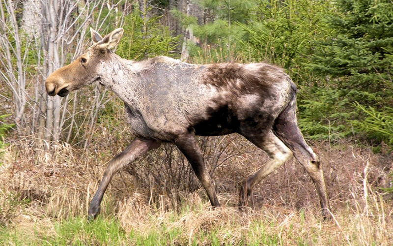 New Hampshire Moose Population Still Struggling With Winter Ticks as Hunt Opens